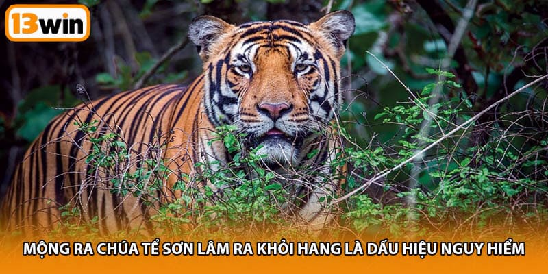 Mộng ra chúa tể sơn lâm ra khỏi hang là dấu hiệu nguy hiểm